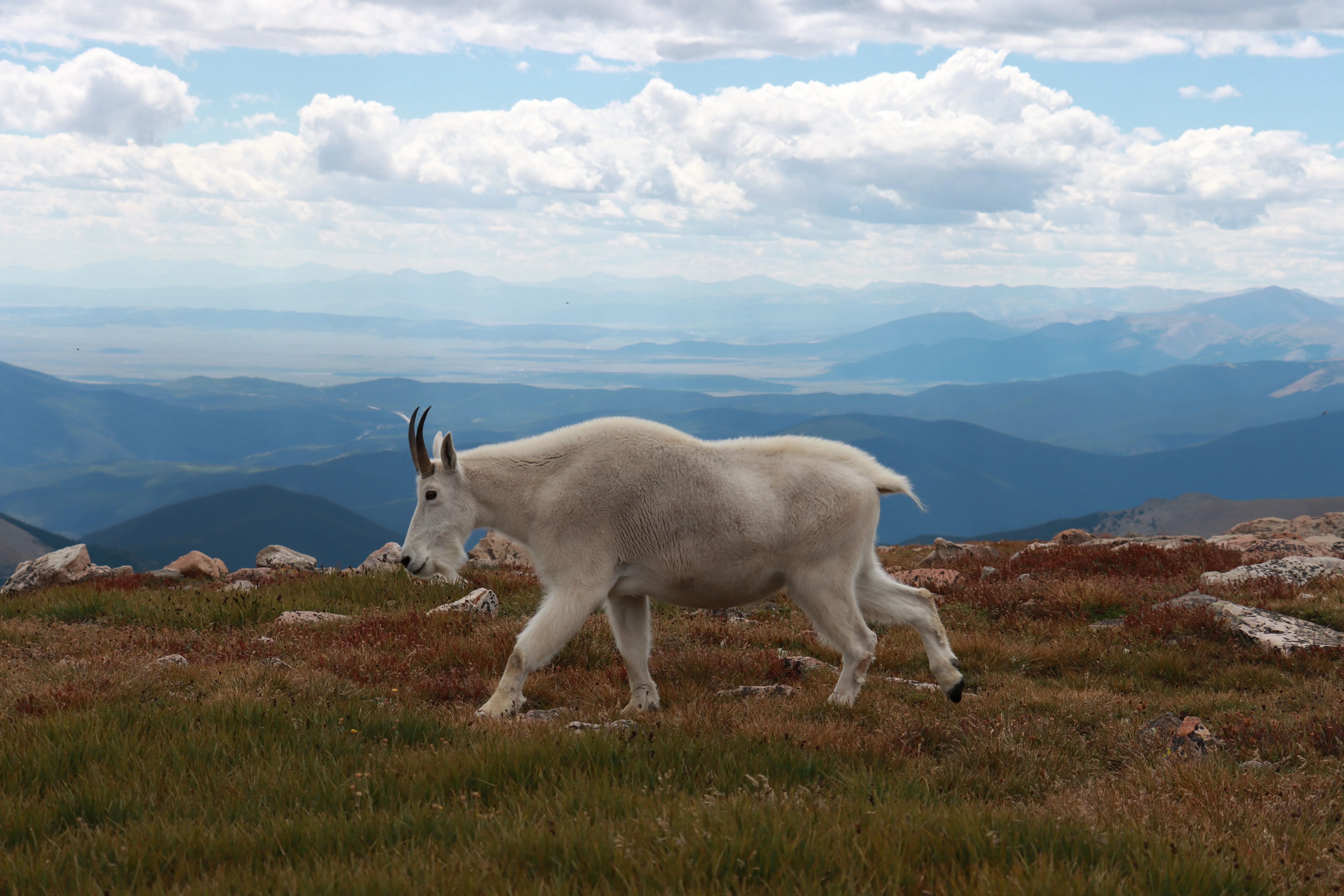 Mountain goat on an alpine ridge